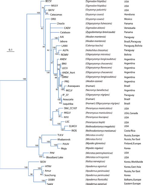 Phylogenetic Tree Of Representative Hantaviruses From The Old And New