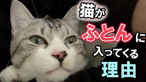 猫はなぜ布団の中に入ってくるのか？猫が布団に入ってくる理由を解説 Youtube