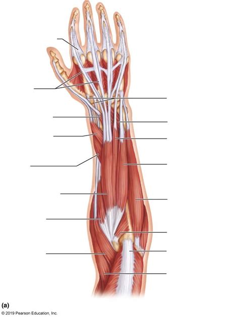 Forearm Posterior Muscles Palm Down Diagram Quizlet