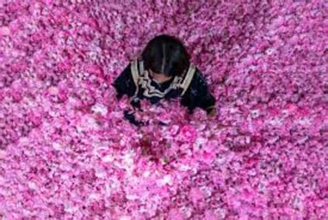 Ministry of Culture Launches Taif Rose Festival | Leaders