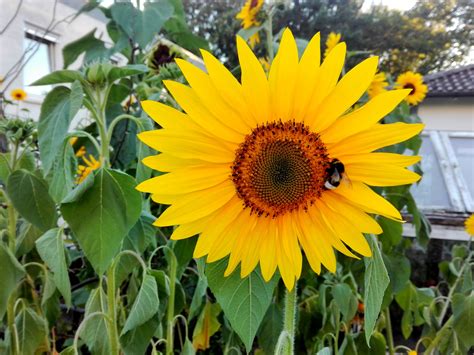 Free Images Blossom Field Bloom Summer Macro Botany Yellow