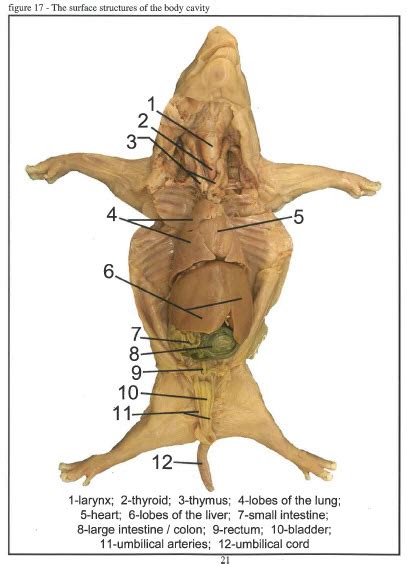 Digestive System Mannix S Science Nerdery