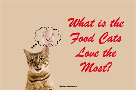 What is the Food Cats Love the Most? 😺🍗 • Kritter Kommunity