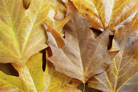 Sugar Maple Leaves Photograph by D C Robinson/science Photo Library - Fine Art America