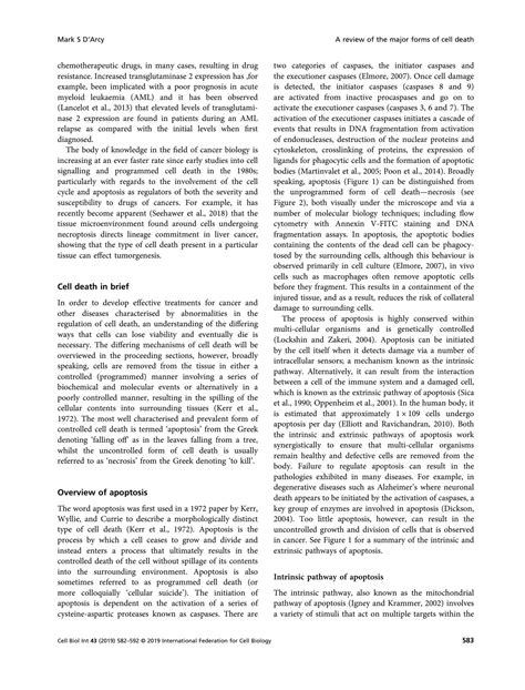 Solution Apoptosis Necrosis Y Autofagia Sem Studypool