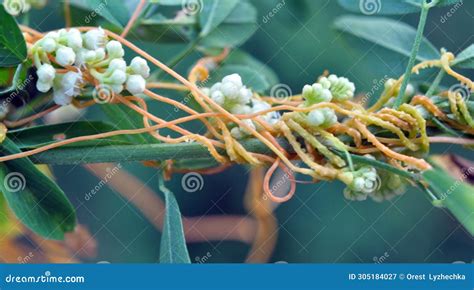 The Parasitic Plant Cuscuta Grows among Crops Stock Image - Image of ...