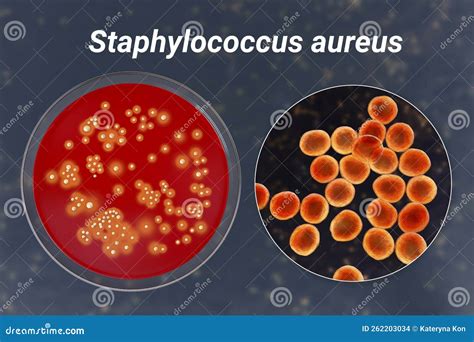 Bacteria Staphylococcus Aureus 3d Illustration Stock Illustration