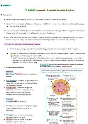 Hormonas Y Etapas De La Vida Estructura Y Funcion Upc Estructura Y