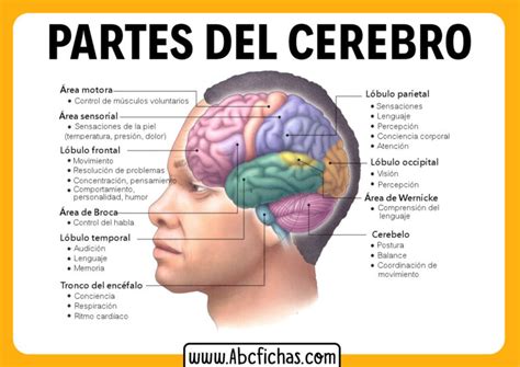 Partes Del Cerebro Y Sus Funciones Abc Fichas Hot Sex Picture