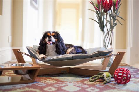 Brilliant Pet Hammock Bed Ideas | Ann Inspired