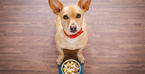 Conseil V T Rinaire Blog Tout Savoir Sur La Digestion Chez Le Chien