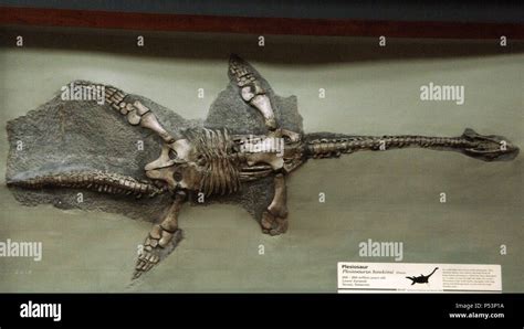 Plesiosaur skeleton hi-res stock photography and images - Alamy