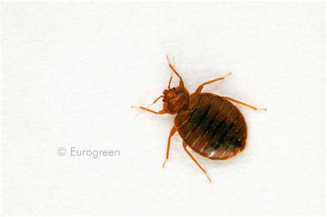 Cimice Dei Letti Una Disinfestazione Solo Per Specialisti Eurogreen