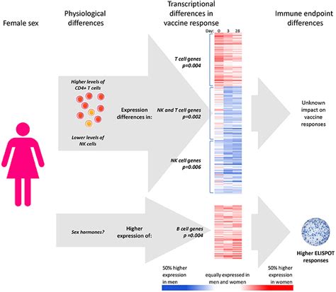 Frontiers Sex Differences In Older Adults Immune Responses To