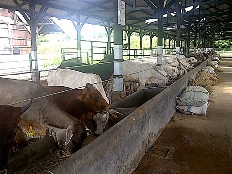 Kementan Minta Impor Sapi Indukan Dibuka Hingga 35 000 Ekor