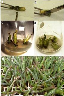 micropropagaciòn FASES DE MICROPROPAGACION