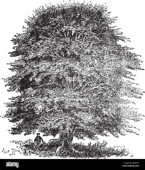 Beech Tree Vintage Engraving Old Engraved Illustration Of Beech Tree