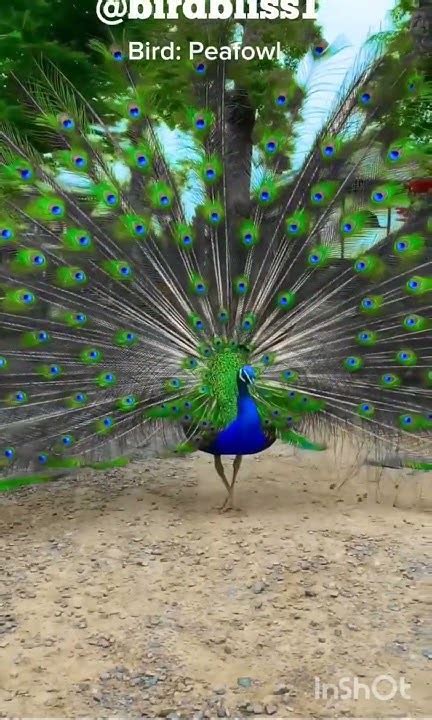 Beautiful Peacock Dance 😍 Video Youtube