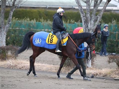 ホウオウエミーズ Ho O Emmys 競走馬データベース 競馬ラボ