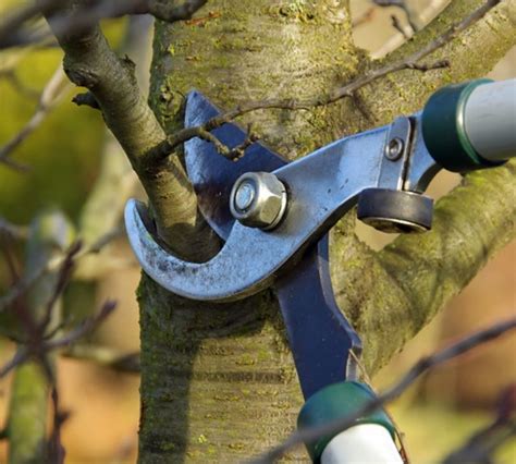 A Beginner S Guide To Tree Pruning Triangle Gardener Magazine