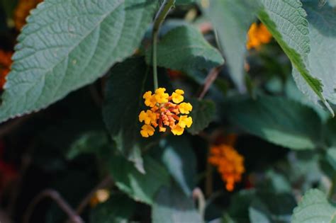 Flor naranja lantana camara conocida como bandera española Foto Premium