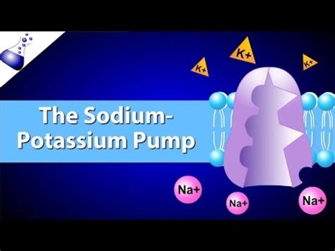 The Sodium-Potassium Pump Instructional Video for 9th - 12th Grade ...