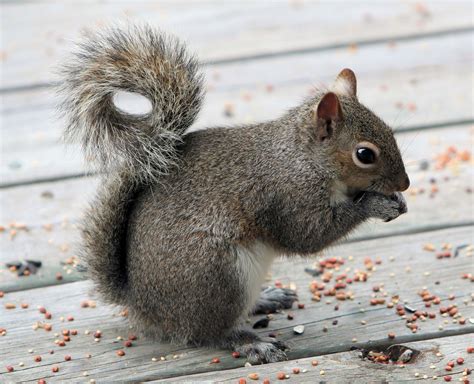 Wildlife Photography Of Gray Squirrel Hd Wallpaper Wallpaper Flare