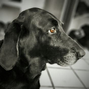 Bassador Breed Information, Characteristics & Heath Problems | DogZone.com