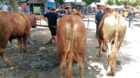 Kondisi Siangbelgian Blue Super Masuk Pasar Bikin Geger Pasar Sapi