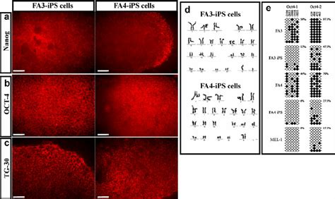 Characterization Of Human IPS Cell Lines FA3 And FA4 Immunostaining Of