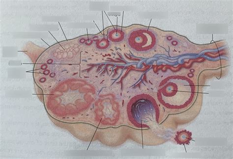 structure of the ovary Diagram | Quizlet