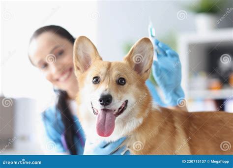 Smiling Female Veterinarian Doctor Conducts Physical Examination Of Dog