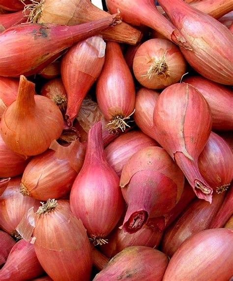 French Red Shallot Spring Shipped Bulb Sets Shallots Fruits