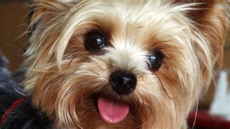 How Much Do Yorkies Cost A Complete Guide For Pet