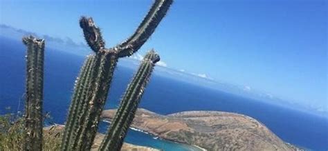 Climb 1048 Steps Up The Tuff Cone In Koko Head, Oahu, Hawaii | Trip101