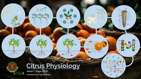 Citrus Physiology By Kenneth Rivera On Prezi