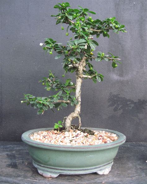 Bonsai Beginnings Fujian Tea Fukien Tea Philippine Tea Poor Mans Tea