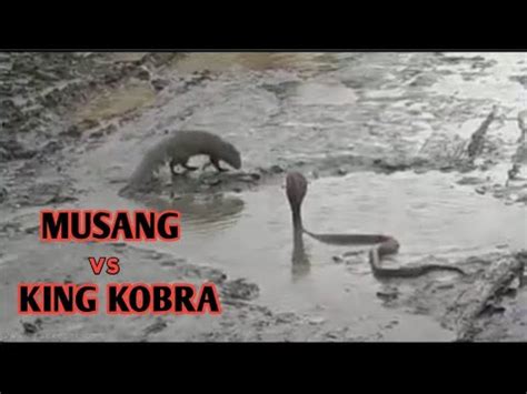 MUSANG VS KING KOBRA YouTube