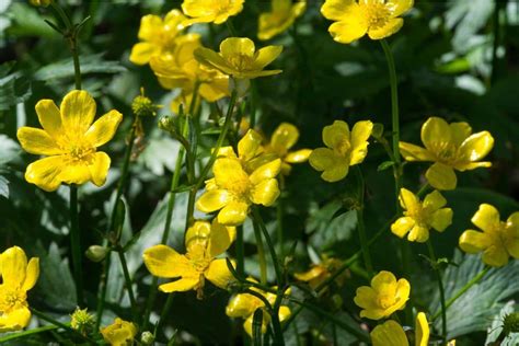 Paper Buttercups Origami Etna Pe