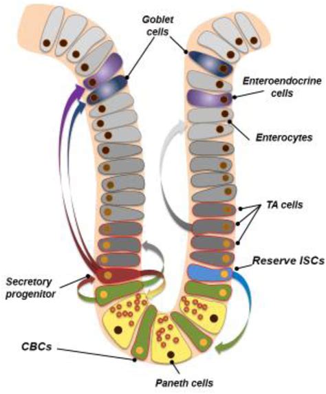 Figure 1 From Hierarchy And Plasticity In The Intestinal Stem Cell