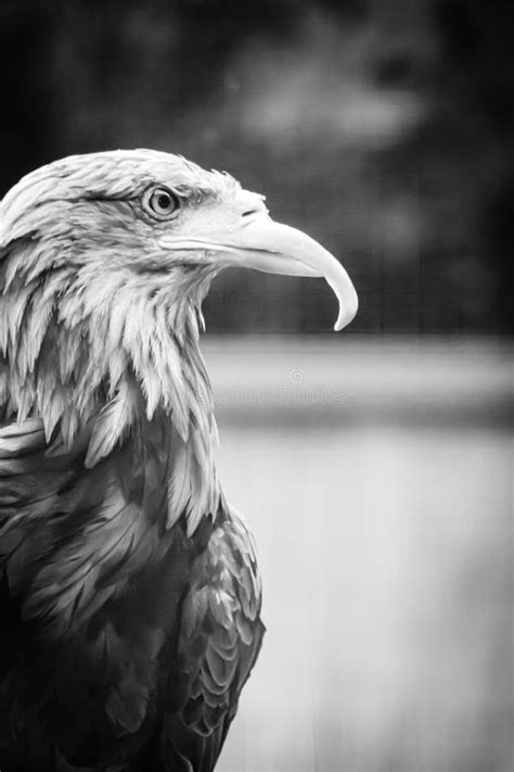 Monochrome Portrait Of The White Tailed Eagle Haliaeetus Albicilla In