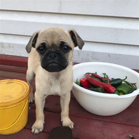 Puggle Puppies For Sale | Westminster, MD #244334