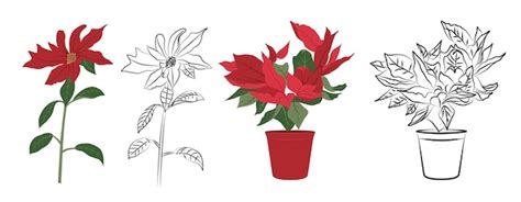 Premium Vector | A collection of poinsettia illustrations