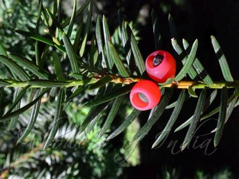 Taxus wallichiana - Himalayan Yew