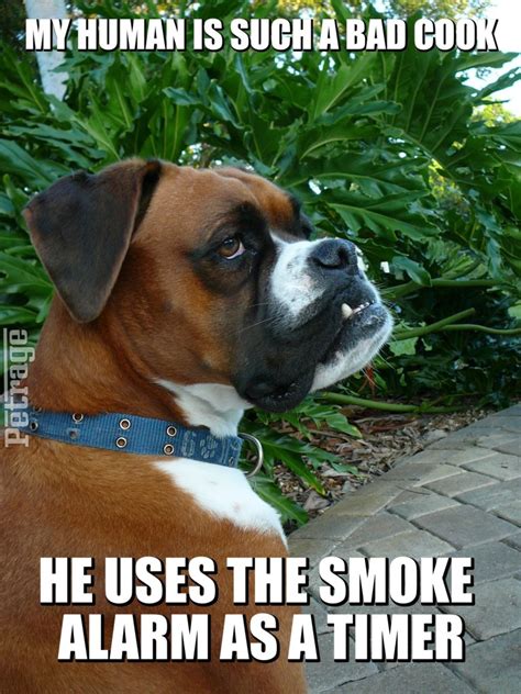 Sarcastic Boxer Dog Erasing Your Memory Meme-PETRAGE