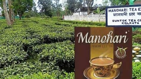 Photo Gallery This Rare Assam Tea Sells At A Record Price Of 75000 Rs Per Kg What Is So