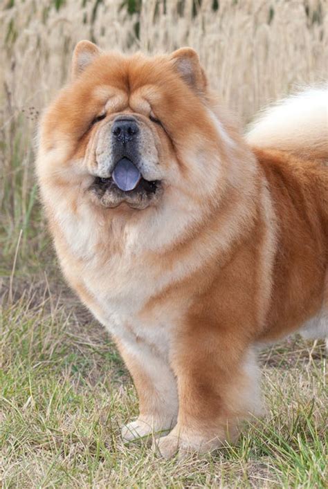 45 Best Large Dog Breeds Top Big Dogs List And Pictures