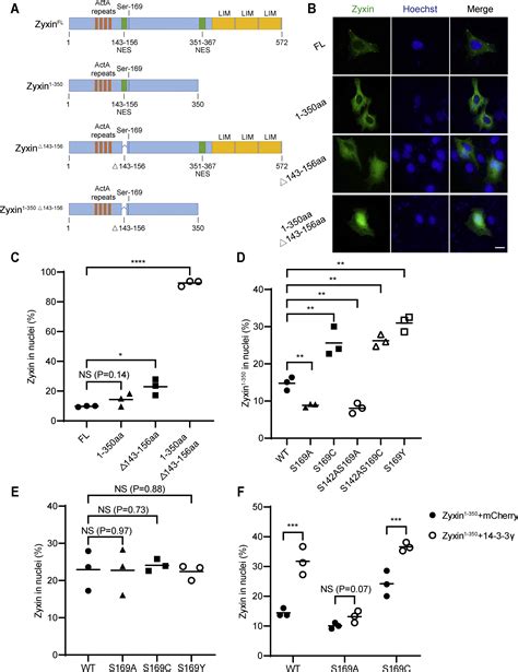 O GlcNAc Transferase Promotes The Nuclear Localization Of The Focal