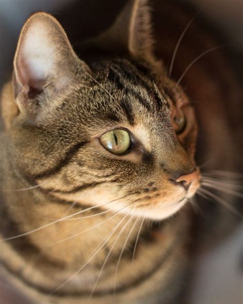 Brown Tabby Cats Felinephotography Cat Photography Tabby Domestic Cat