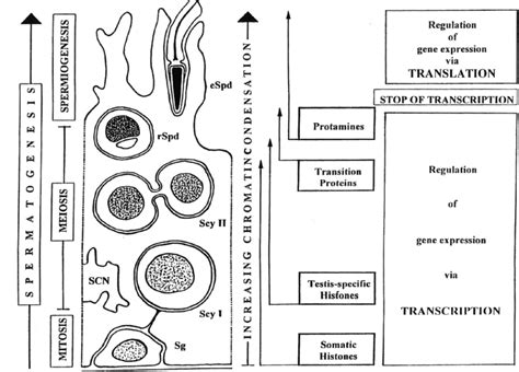 Control Of Gene Expression During Spermatogenesis Sg Spermatogonia